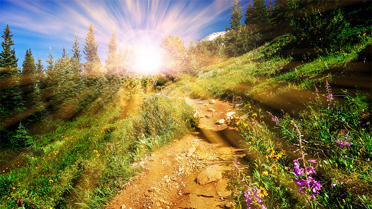 Trail through meadow and sunshine